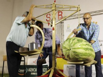 Арбуз весом 85,6 кг стал победителем конкурса в Бадахосе