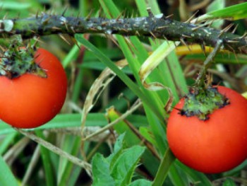 Цена на испанскую хурму упала на четверть из-за российского эмбарго