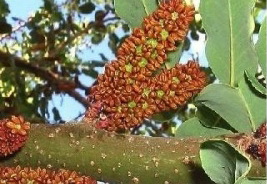 Близ горы Монтго обнаружено уникальное древнее дерево