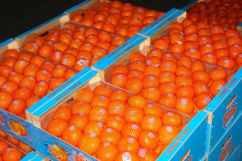 Испания в числе лидеров ЕС по экспорту продовольствия