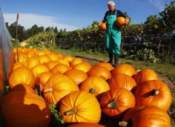За прошедший год испанские аграрии увеличили свой доход на 10%