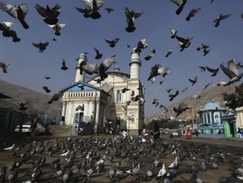 В Испании борются с голубями с помощью противозачаточных таблеток